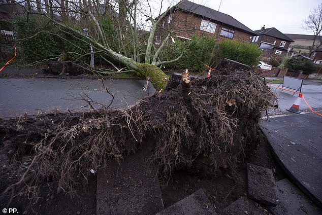 This uprooted tree tore up the asphalt and blocked a road in Stalybridge