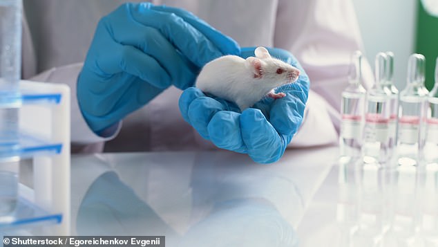 Mice that were genetically modified to produce cell-protecting proteins lived much longer than mice that were not modified