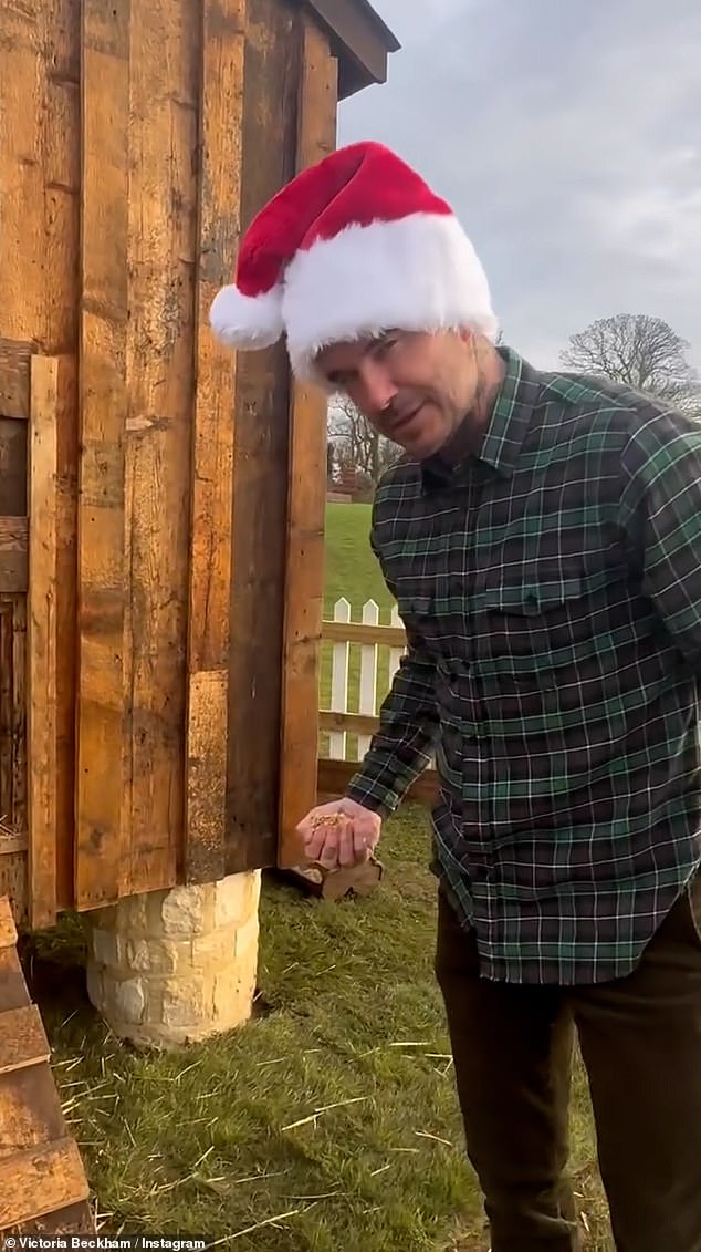 For Christmas, Victoria treated her husband to a chicken coop and a flock of birds and shared a video of David enjoying his gift while she made a very cheeky joke