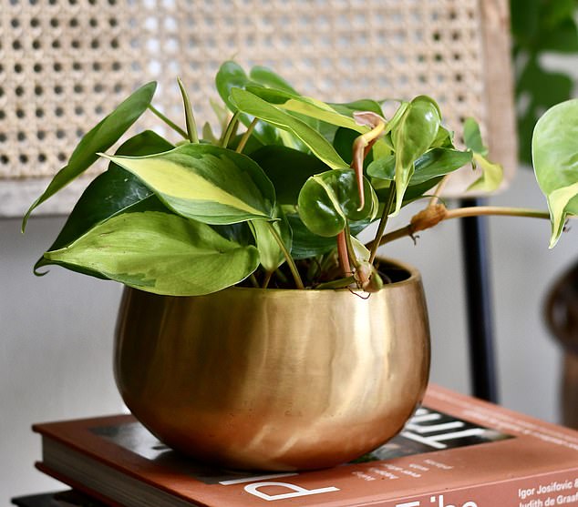 Philodendron heart plant is native to Central America and the Caribbean.  It will survive dry air, but will thrive in high humidity