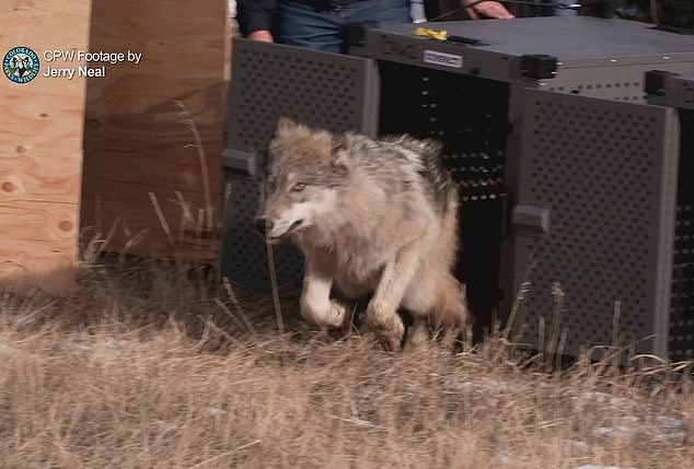 Last week, Colorado Parks and Wildlife released five endangered gray wolves onto public lands in Grand County as part of the state's reintroduction plan