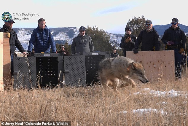 Wyoming ranchers say they will 'shoot wolves on sight' and classify them as predators after Colorado recently released the animals into the wild