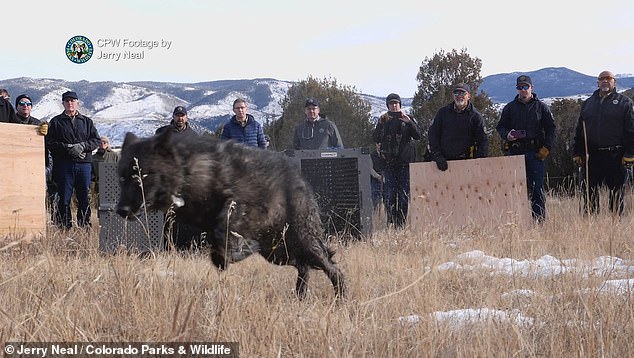 The lawsuit alleged that the USFWS failed to adequately review the state's plan to release up to 50 wolves over the next several years.