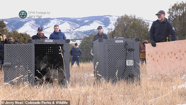 Earlier this month, a federal judge also denied a request from two Colorado ranchers to delay the release of the wolves