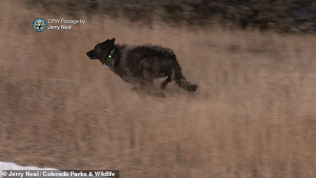 The release marked the beginning of the most ambitious reintroduction of wolves in the US in nearly three decades, despite protests from ranchers over fears the predators would devastate their livestock.