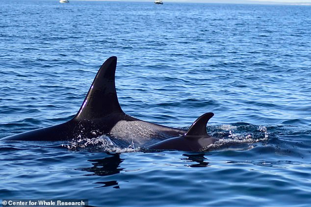 The calf was spotted swimming near a J-pod whale named Suttles, who is the calf's suspected mother