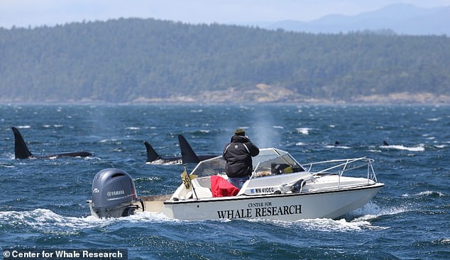 The Center for Whale Research confirmed in a Facebook post that the southern whale calf is a boy