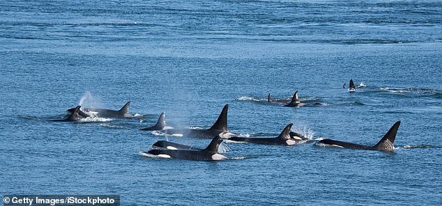 Mark and Maya Sears saw every J-pod whale except the baby on December 23.  After spotting the whale, the two returned to the water to try to collect fecal samples.