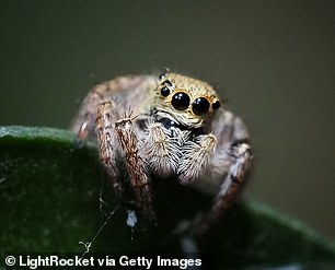 Wolf spiders pose no threat to humans, although it is possible to be allergic to their venom