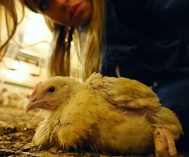 Animals eaten by consumers are bred specifically for that purpose – they wouldn't exist if they were never eaten – but Ms Partridge would rather live in a world without those billions of animals.