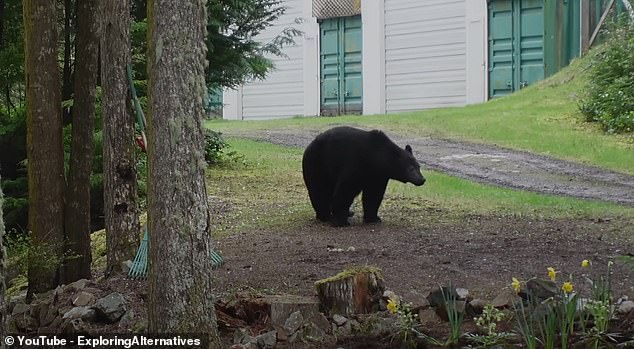 Local wildlife includes 'bears, cougars, wolves, many deer and humpback whales'