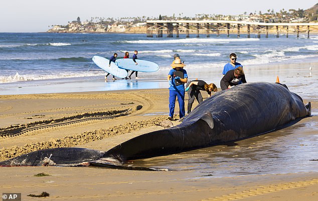 Researchers from the National Oceanic and Atmospheric Administration (NOAA) originally thought the bite marks came from sharks, but were shocked to learn that the real culprit was killer whales.