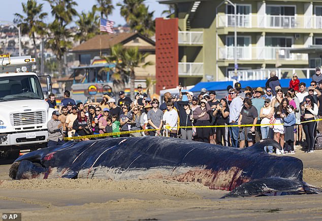 Fin whales are endangered and considered 'fairly rare'.  They are the second largest whale species after the blue whale, and believe this whale could have weighed up to 100,000 pounds.