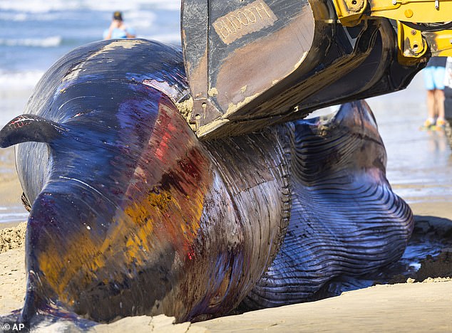 When her carcass washed ashore, the whale appeared to be bleeding from its side.  Lifeguards tried to move her body out to sea