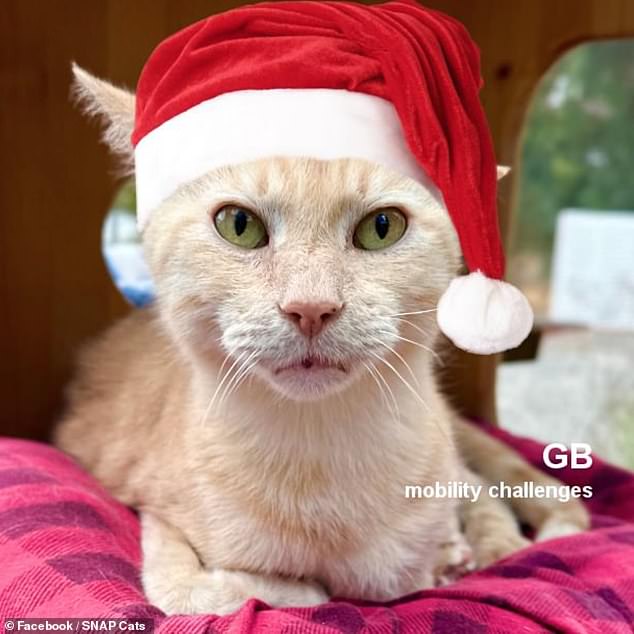 This festive cat is Coconut, 3 years and 4 months old and he was going to be euthanized because he is FIV+ - the Feline immunodeficiency virus.  Fortunately he was rescued