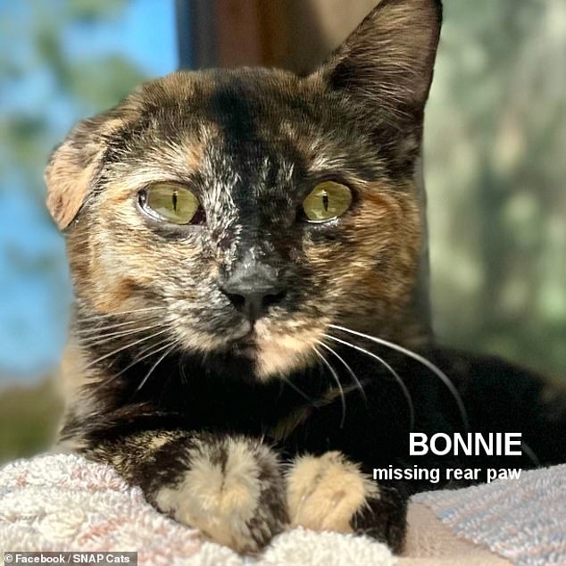 This is Bonnie.  She is 1 year and 3 months old and has a missing hind leg