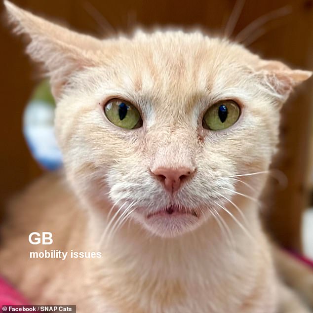 GB is 9 years and 3 months old.  He loves attention, head massages and body pets.  He has moderate ataxia, which means he has no muscle control in his legs and is not always aware of where his feet are