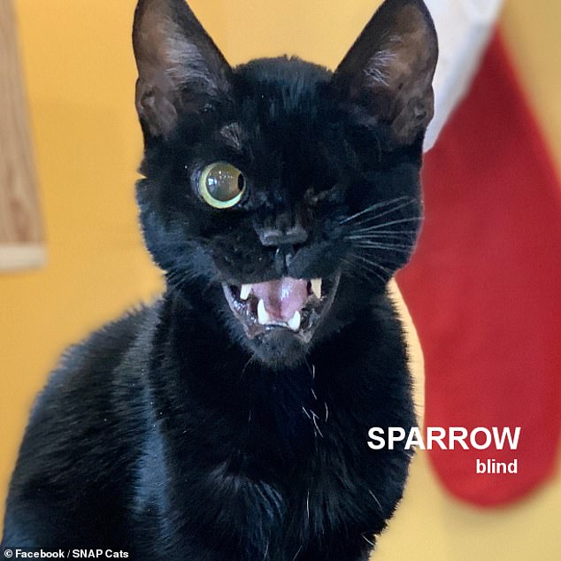 Sparrow is 9 years and 9 months old and very affectionate with people.  He loves attention and pets.  Because he is blind, Sparrow needs a stable environment, which means furniture, cat trees, etc. cannot be moved at all as this disorients him.