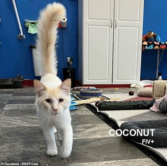 SNAP Cats rescued Coconut from Bakersfield, California, where he was scheduled to be euthanized because he was FIV+.  He's the first cat that greets you when you enter the room, says SNAP Cats