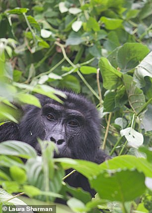 The Batwa were driven from their forest homes to protect, among other things, the endangered mountain gorilla population