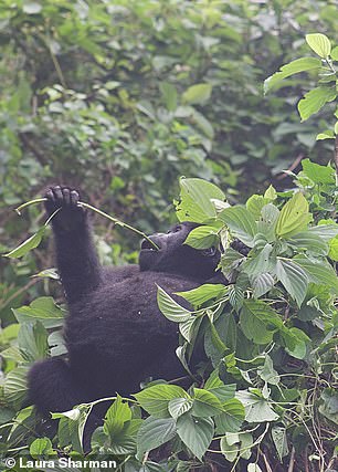 “It's the gorillas that brought me to this magical corner of the world, but I leave with my mind focused on the Batwa,” writes Laura