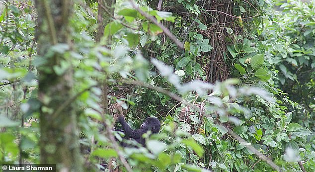 Bwindi Impenetrable Forest has been made impenetrable, writes Laura, not only by its steepness but also by its endless thorn bushes, as this photo shows