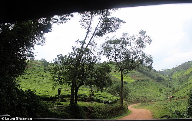 Laura takes this image from the back of the jeep as she returns from her gorilla trek