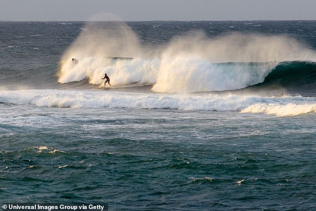 The Hawaii Department of Land and Natural Resources (DNLR) reported that the surfer was in the water during 