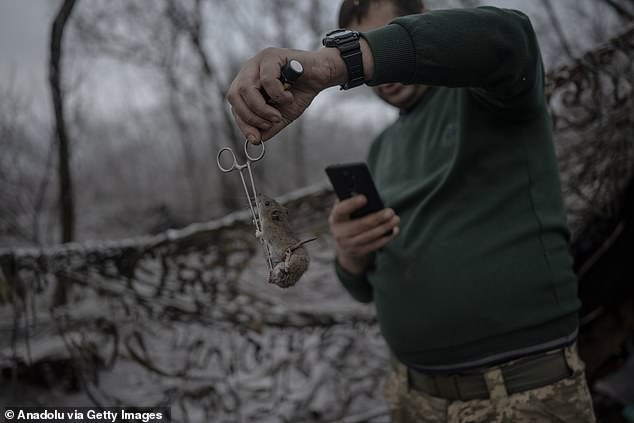 An outbreak of 'mouse fever' is 'mowing down Russia's frontline troops', Ukraine claims, with symptoms ranging from 'vomiting and bleeding eyes'.  Pictured: A Ukrainian military health worker holds up a mouse with scissors in a trench, December 16