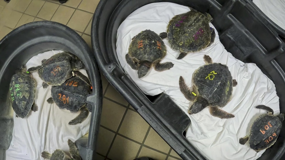 This photo from the Clearwater Marine Aquarium shows the Kemp sea turtles at the aquarium in Clearwater, Florida.  Fifty-two endangered Kemp sea turtles are recovering at four facilities in Florida after a flight from the New England Aquarium in Massachusetts.  The turtles arrived in Tampa on Tuesday, December 5, 2023, and 16 were sent to the Clearwater Marine Aquarium.  All the turtles experienced a condition known as 'cold stun' from the icy waters of New England.  (Clearwater Marine Aquarium via AP)