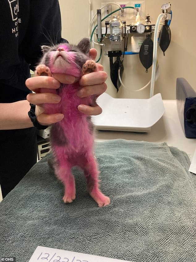 Elizabeth Zurcher-Wood, 39, painted her cat pink and cleaned him with Windex and rubbing alcohol, leaving the tiny, adorable kitty in shock and barely responsive