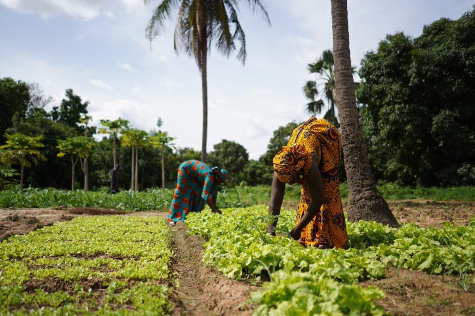 Agriculture in Africa