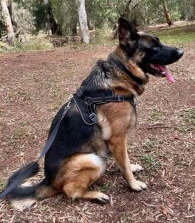 Nahla died of heatstroke.  The RSPCA is reportedly investigating whether he was left in a car as temperatures soared to 40 degrees Celsius in Adelaide