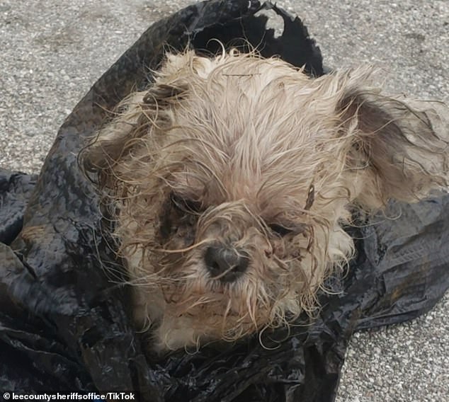 An employee at the Lehigh Acres Family Dollar saw the bag moving and rescued the mostly blind dog, named Xyla, who had a rope around her neck.