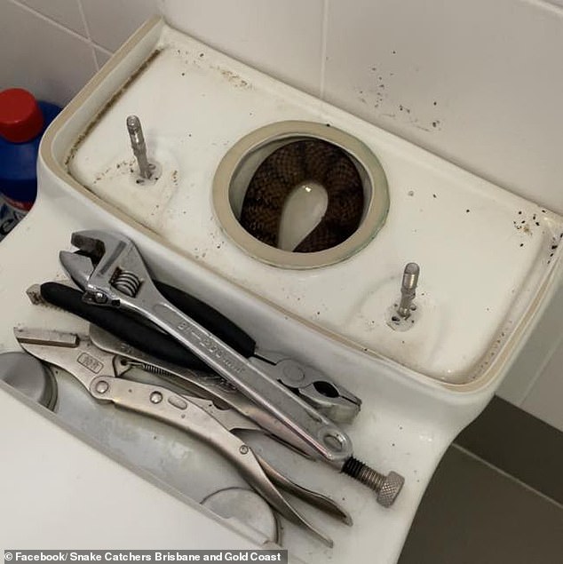 Australian homeowners had 'mild plumbing problems' before discovering the cause of their toilet problems was an Eastern brown snake
