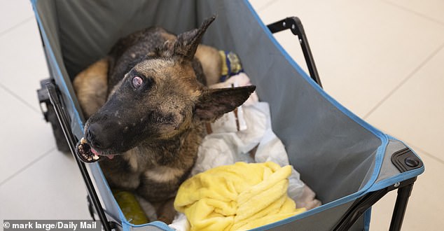 Mikey in her cart ready to leave after treatment