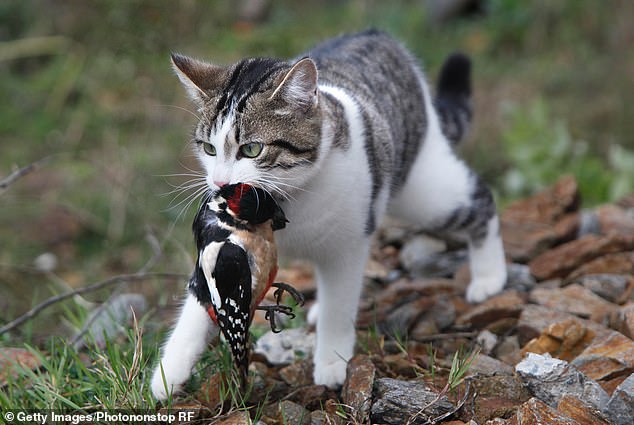Free-roaming cats are responsible for killing 347 endangered or threatened species
