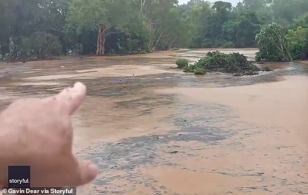 Local resident Gavin Dear filmed the incredible moment he spotted the man high in a tree above the Annan River near Rossville, 200km north of Cairns (pictured)