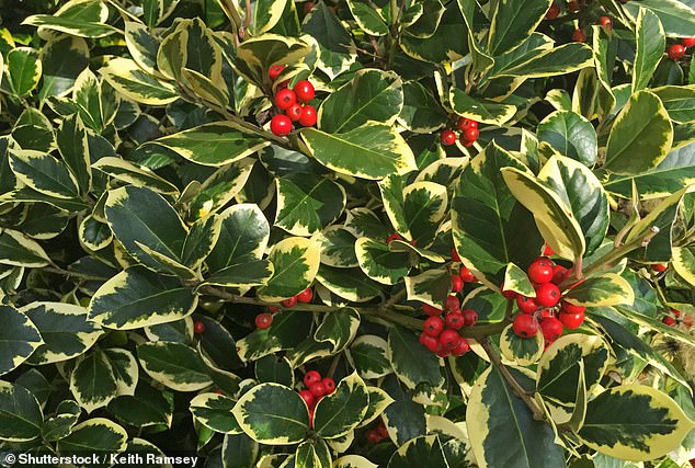 Deck the hall: A reader wants to know if it is illegal to take holly from bushes along the road or in the park to use as Christmas decorations