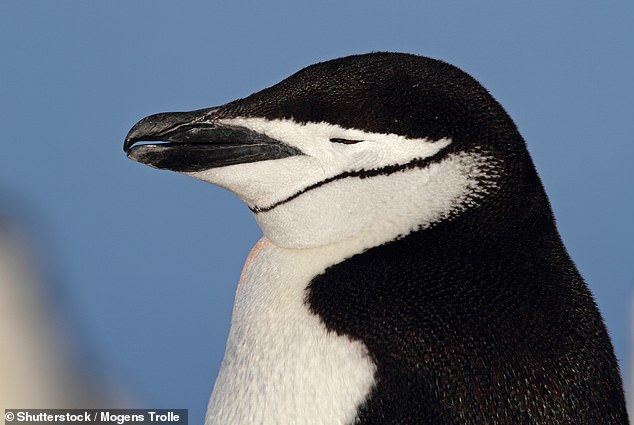 Whether it's in a boring work meeting, on the train home, or even while watching TV, we've all had times when we snatched away a few seconds of sleep.  But that's nothing compared to chinstrap penguins, which nap about 10,000 times a day, according to new research.