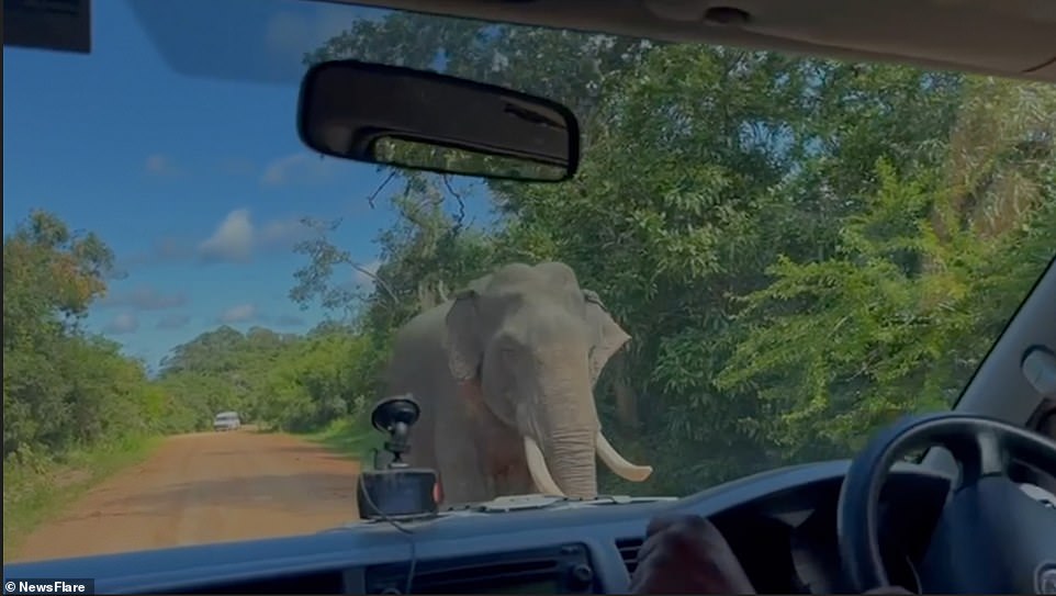 Video shows the female elephant emerging from the trees in Yala National Park in southeastern Sri Lanka and making a bee line for the one they had rented from Kasun Basnayake and his family