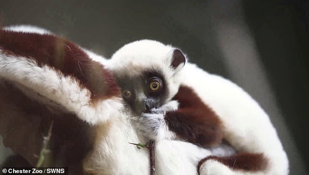 This lemur was born 