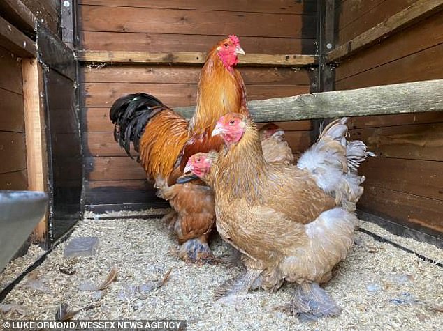 Cheshire West and Chester Council received complaints from Luke Ormond's neighbors about his flock of crowing roosters and clucking chickens (pictured)