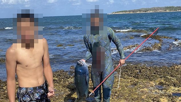 A spearfisherman has sent Cronulla locals into panic after killing a 35-40 year old blue groper affectionately called Gus by divers and swimmers (pictured)