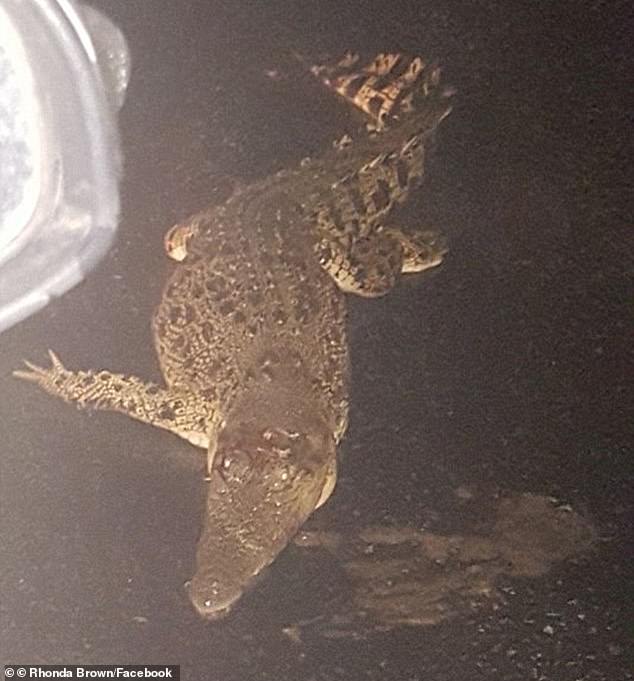 Similar cyclones and floods have caused large crocodiles to take over residential streets (photo: a crocodile spotted on the side of the road during the 2018 North Queensland floods)