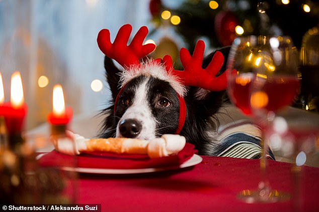 Dog-friendly holiday agents Canine Cottages have teamed up with Cheshire-based clinical animal behaviorist Rachel Rodgers to provide expert advice on coping with the Christmas season with a dog at home (Stock Image)