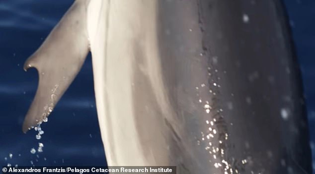 Stunning images have emerged of a dolphin with a pair of hooked 'thumbs' sticking out of its fins