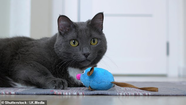 It's not just dogs that enjoy a game of fetch – some cats do it too, scientists have discovered (stock image)