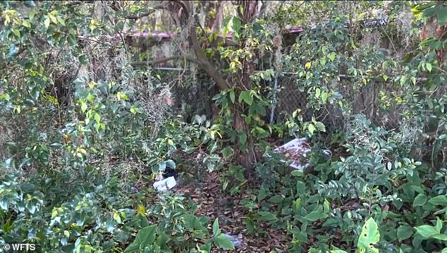 Despite 'Safe Haven' laws allowing parents to legally hand over their newborn babies, the child was instead left in deep bushes and bushes outside a caravan park.  In the photo: the location where residents found the crying newborn girl