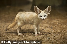 Fennec foxes are not considered endangered, but their trade is controlled to protect their wild populations